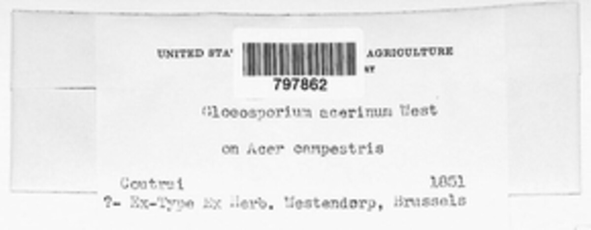 Diplodina acerina image